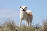 AKITA INU 194